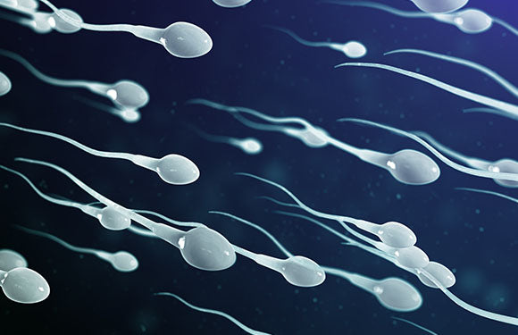 Androvia LifeSciences Presents Data, Shares Scientific Insights that Led to New Clinical Test of Sperm Function
