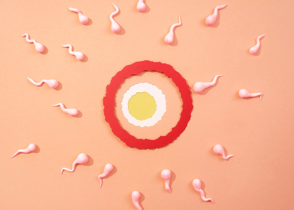 Understanding Sperm Morphology and Its Importance on Male Fertility